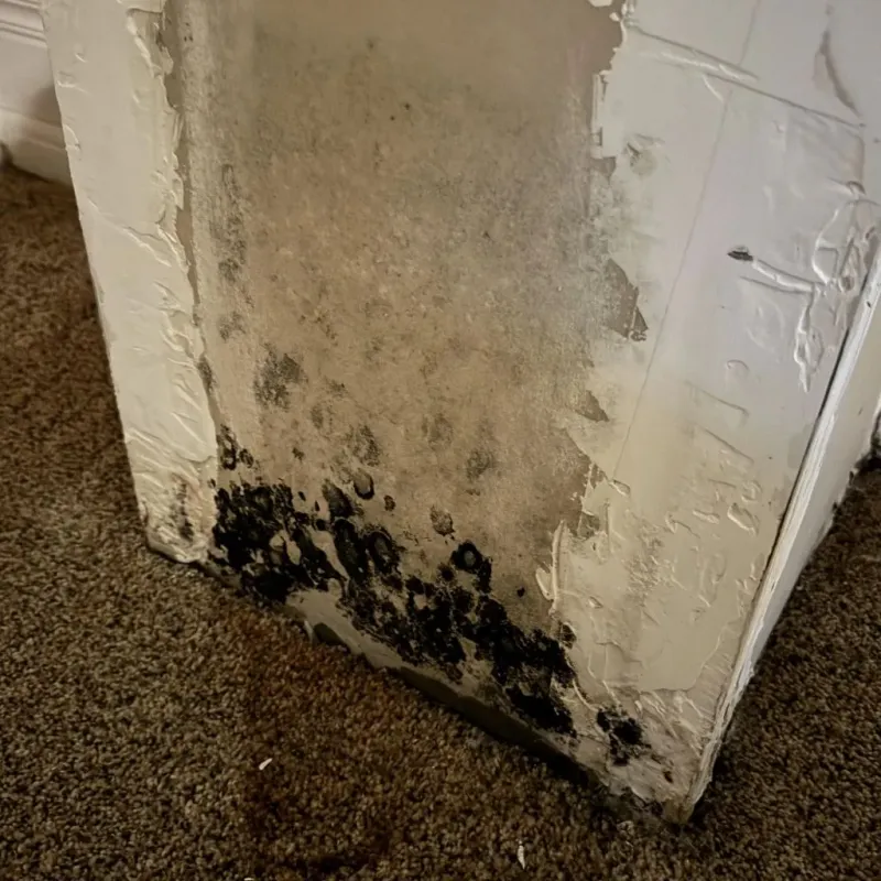 Professional Mold Removal in Narberth, PA